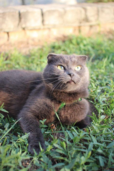 Отдам кошку в добрые руки