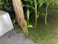 Bananeira tropical