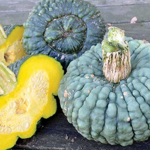5 Sementes de Abóbora Rara Marina Di Chioggia