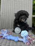 Maltipoo - rozmiar S,  piesek gotowy do odbioru