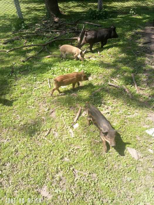 Поросята Мангалиця, мангал, льошка, кнурик