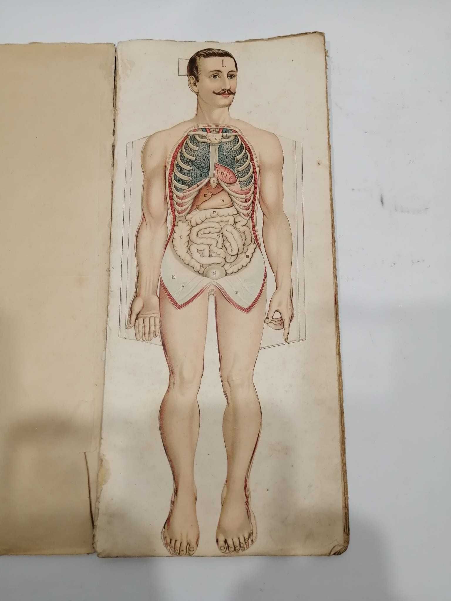 Anatomia do homem -Livro antigo - final séc XIX