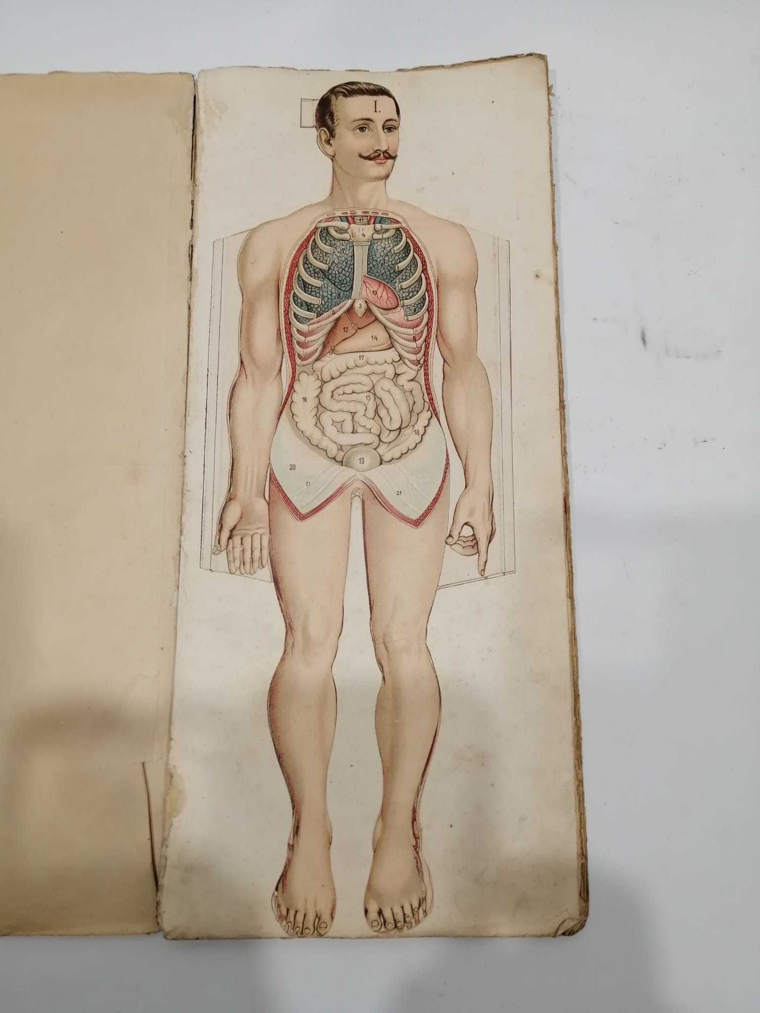 Anatomia do homem -Livro antigo articulado - final séc XIX