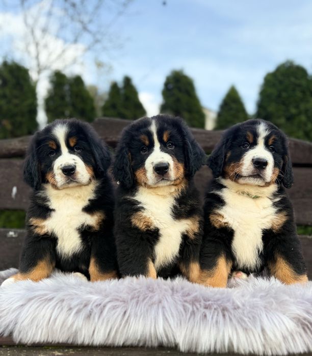 Berneński Pies Pasterski - Szczenie do Odbioru