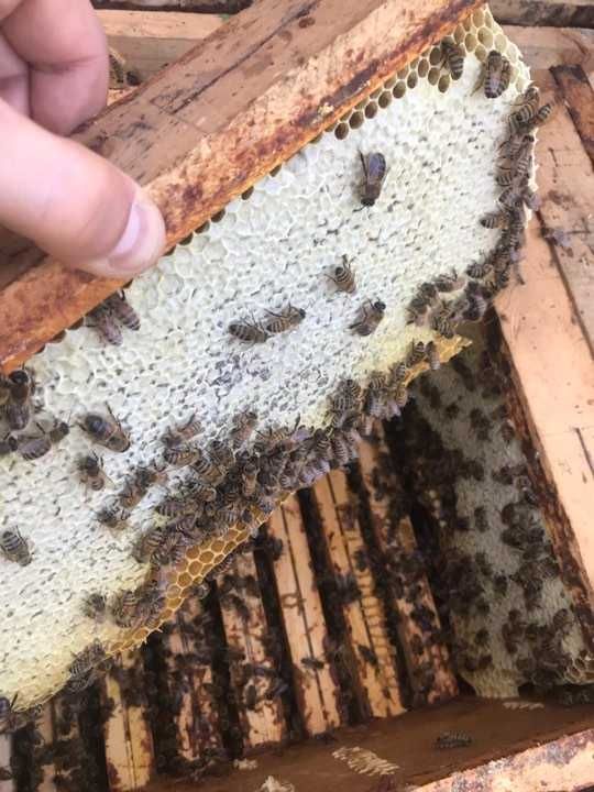 Naturalny miód pszczeli z Pasieki Dojlidy 2025