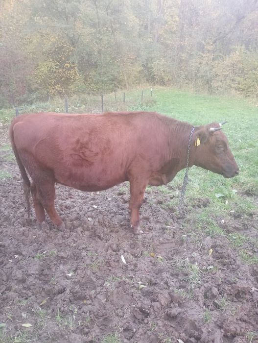 Sprzedam jałówkę zacieloną