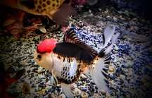 Welonki ,,oranda tricolor,, goldfish welon złota rybka