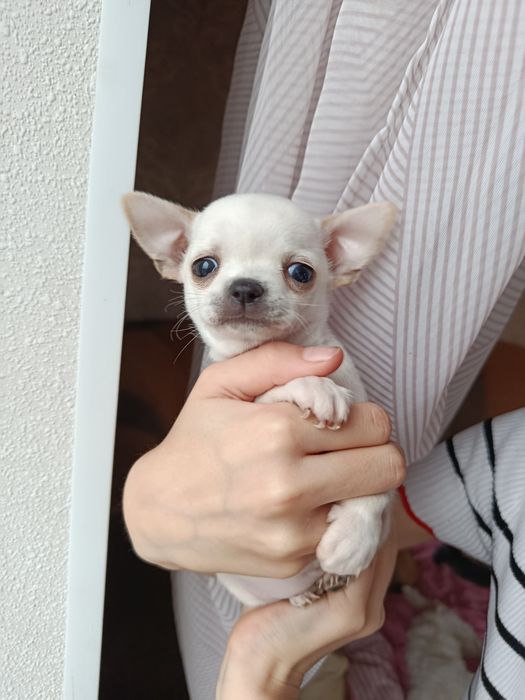 Чіхуахуа коббі щенки чихуахуа