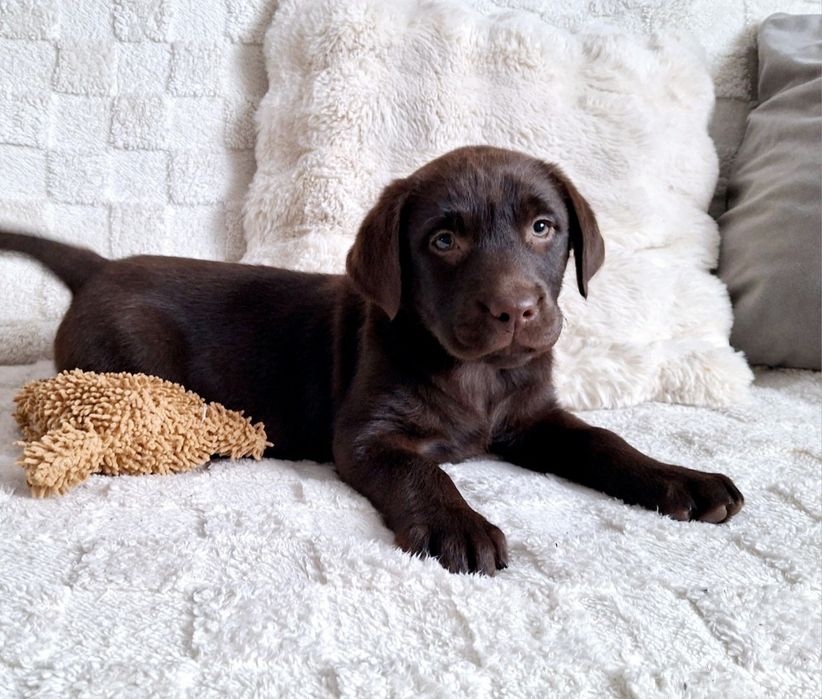 Śliczna Suczka Labrador Retriever