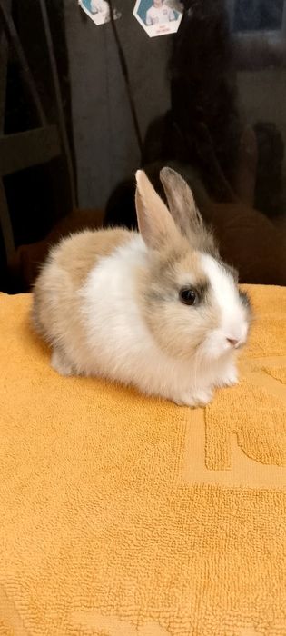 Króliczki miniaturki