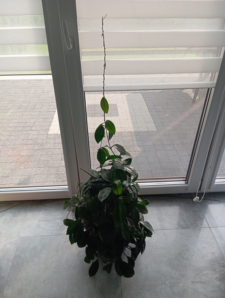 Hoja kwiat doniczkowy Hoya carnosa