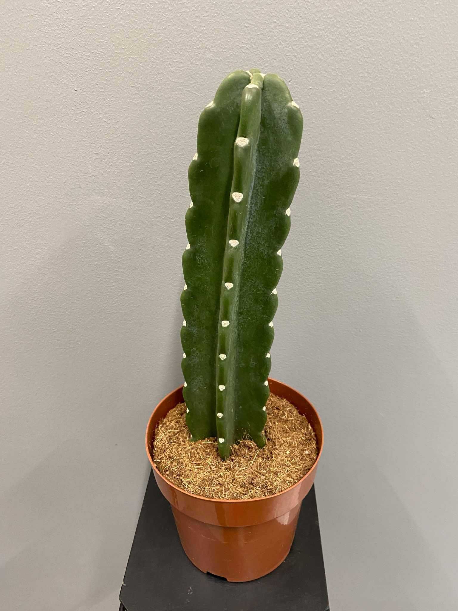 Cactus Cuddly - ( bez kolców) 17 cm doniczka