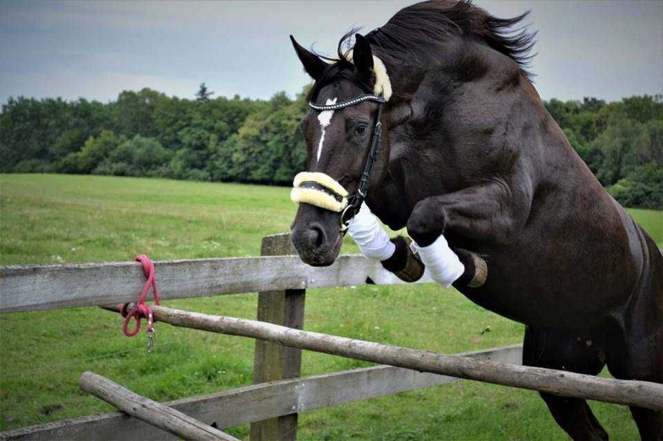 Tarantowaty wysoki wałach po Kandy Progres