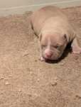 American Bully pocket