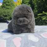 *** Chow Chow piękny miś ***