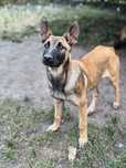 Kamel owczarek belgijski malinois