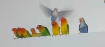 Agapornis Fischers .,