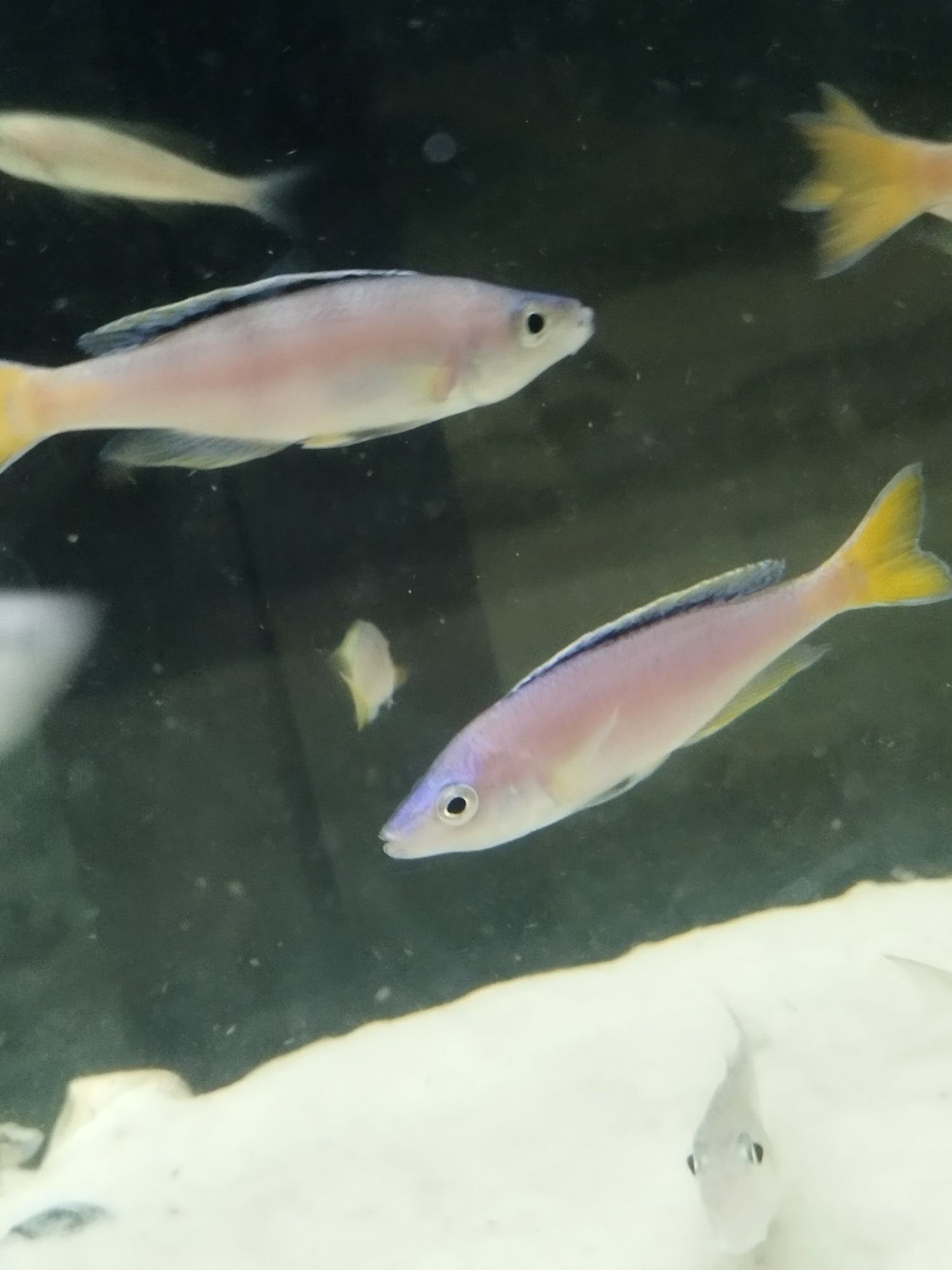 Cyprichromis sp. Leptosoma Mpulungu tanganika