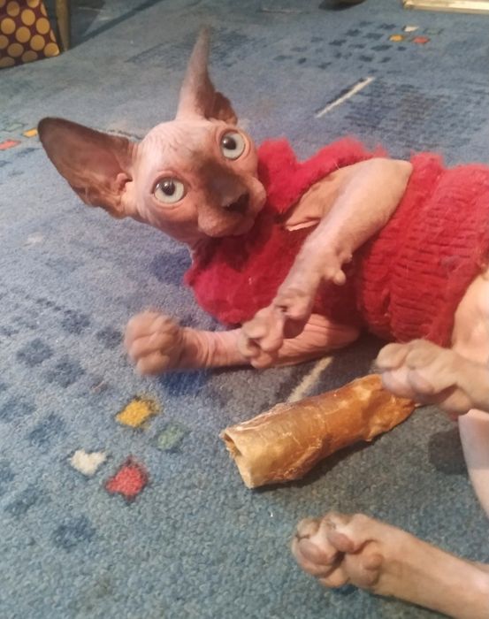 Мои сфинксята голышата.