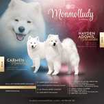 Samoyed szczenie rodowod ZKwP mamy maluszki odbior sierpień