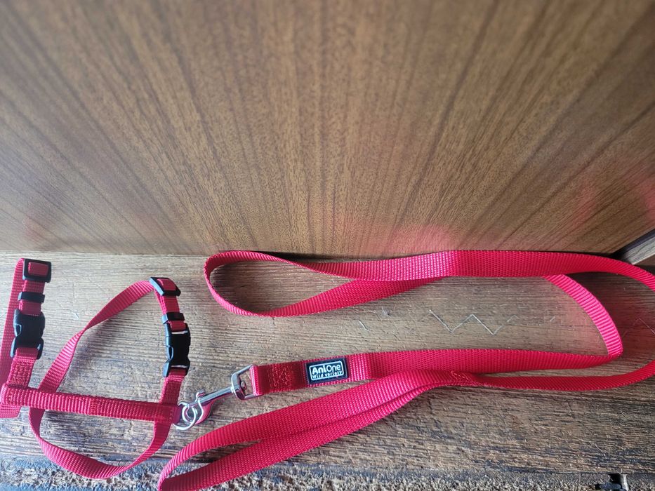 Szelki ze smyczą dla małych kotów AniOne