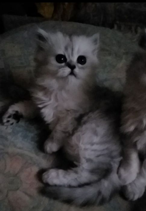 Серебристая шиншилла котята белые