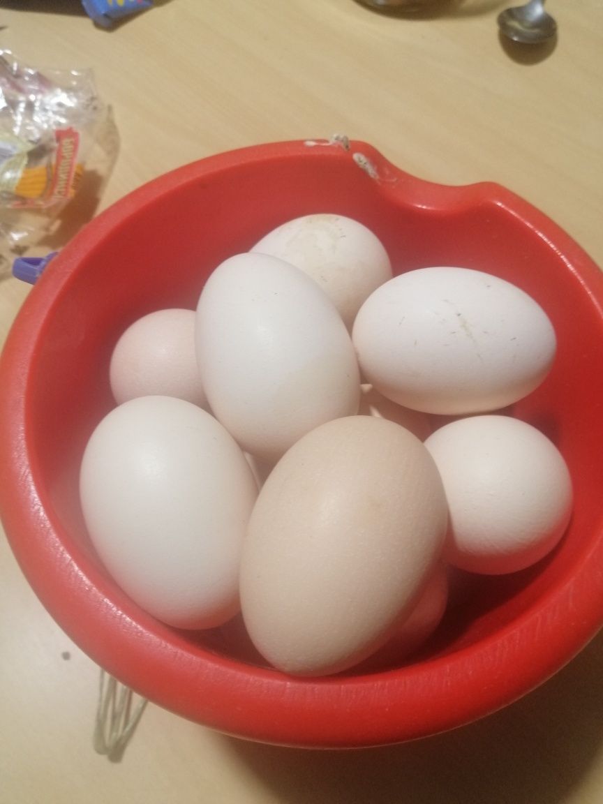 Яйца домашние Осокорки