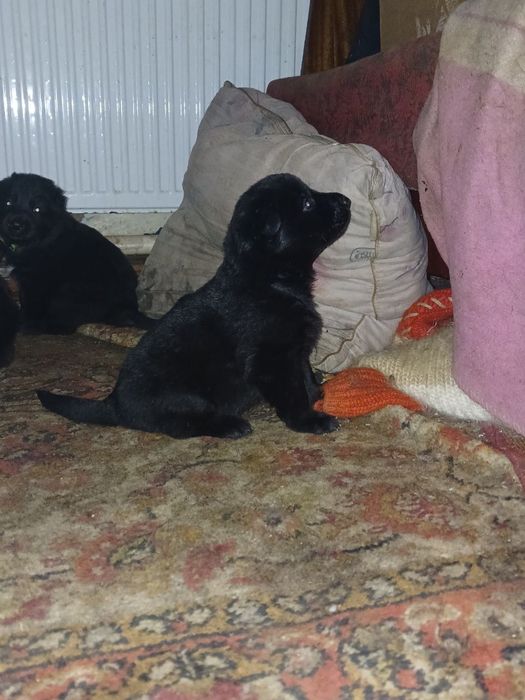 Щенки немецкой овчарки