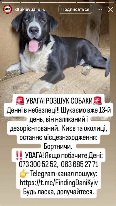 Розшук собаки, Київ і околиці