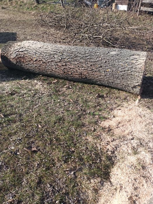 Jesion tartaczny kłody na materiał