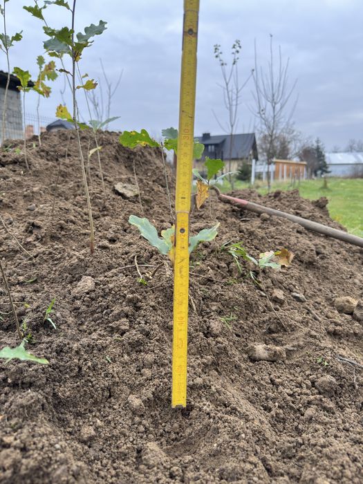 Sadzonki, rossada dębu