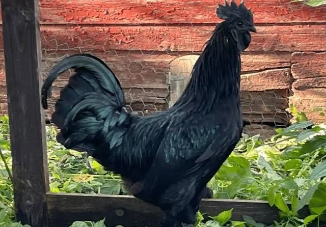 Koguty lakenfelder volwerk ayam cemani