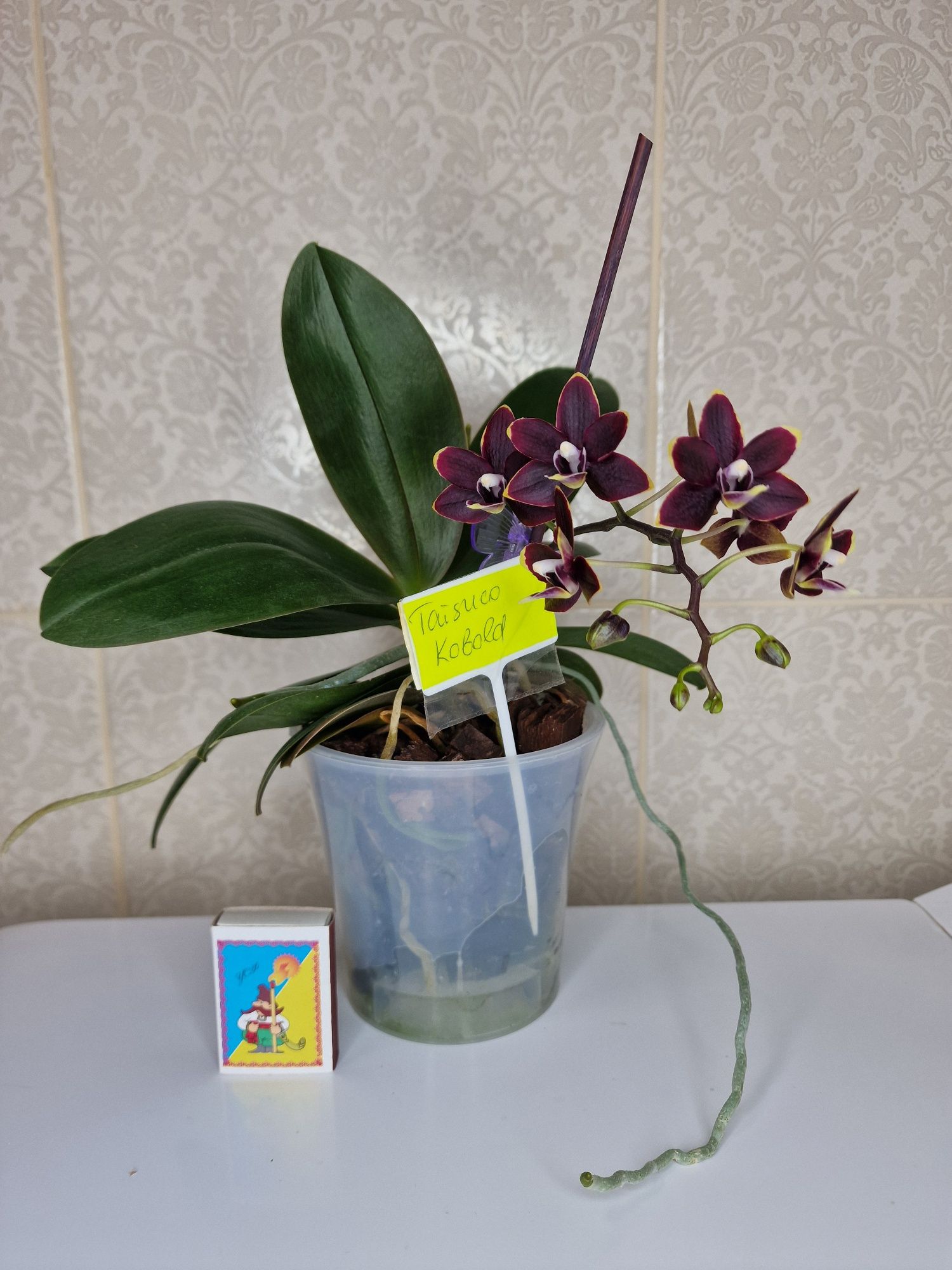 Цветущая орхидея фаленопсис Taisuco Kobold