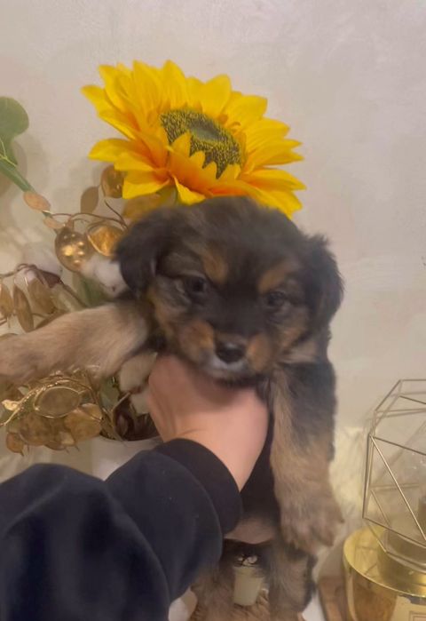 Собачка дівчинка чихуа безкоштовно хуст