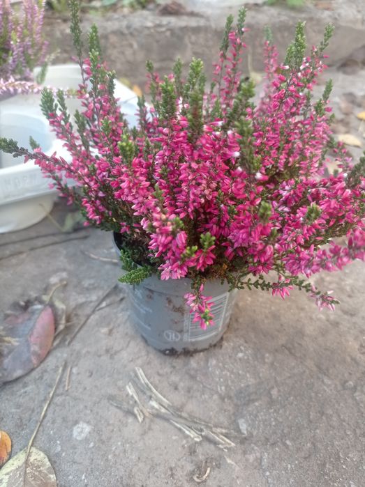 Вереск цветущий.