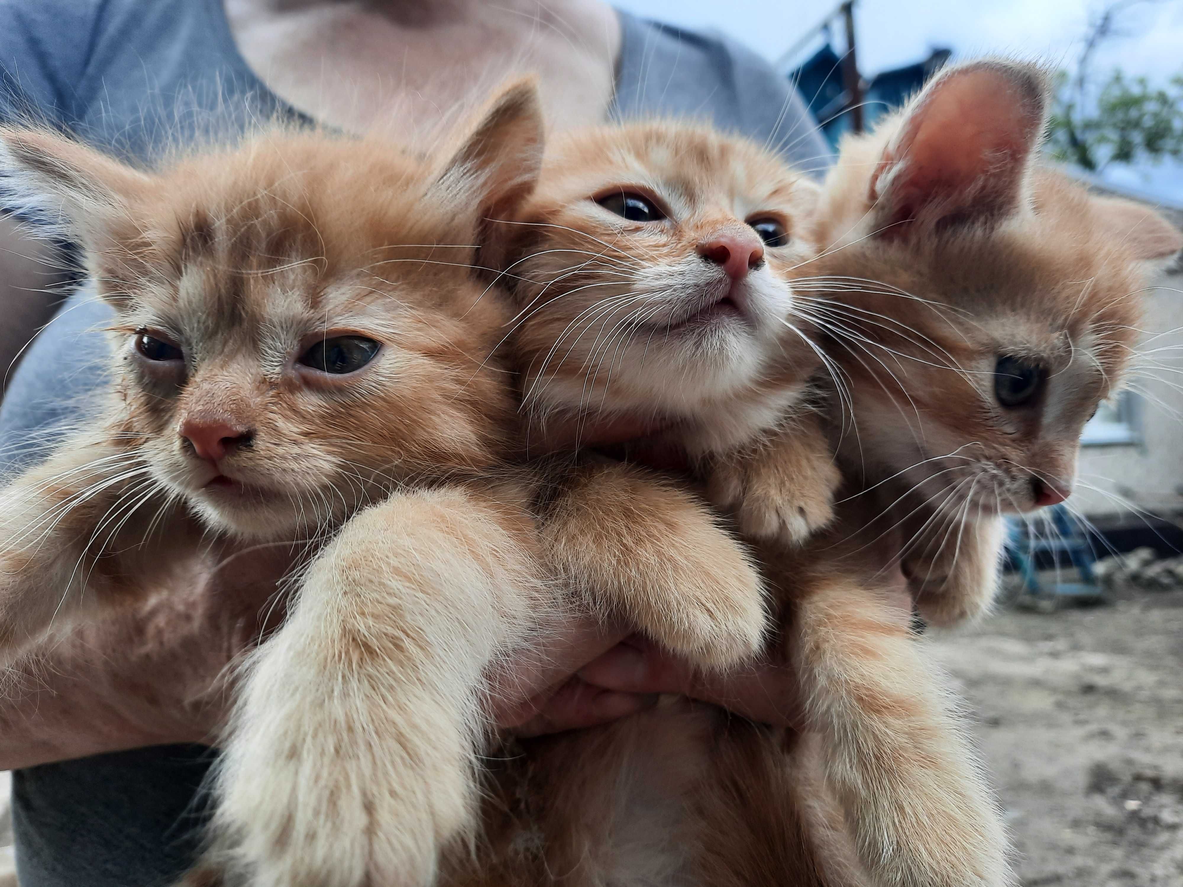 Вiддам кошенят в добрi руки