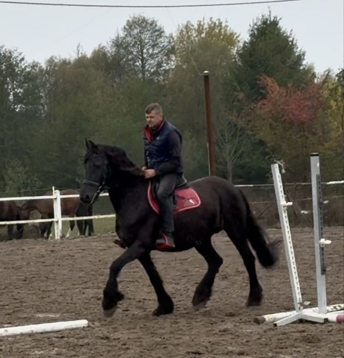 Klacz Fryzyjska ze źrebakiem