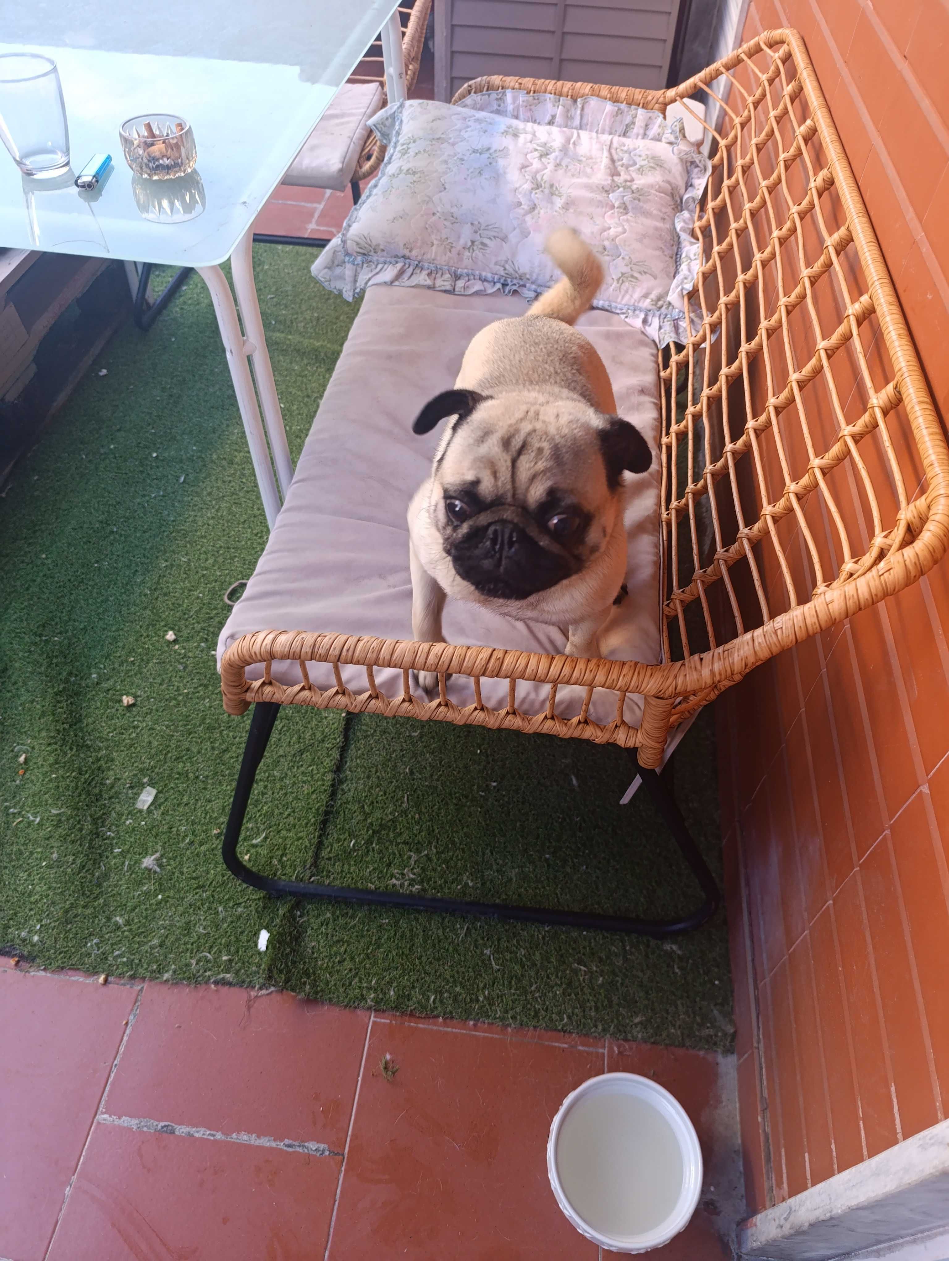 Cão de Raça Pug Puro 2 anos com vacinas,desparasitado,chip, LOP