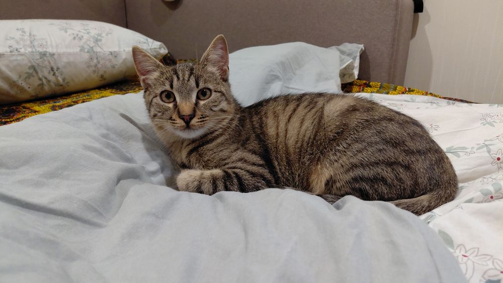 Кошеня безкоштовно