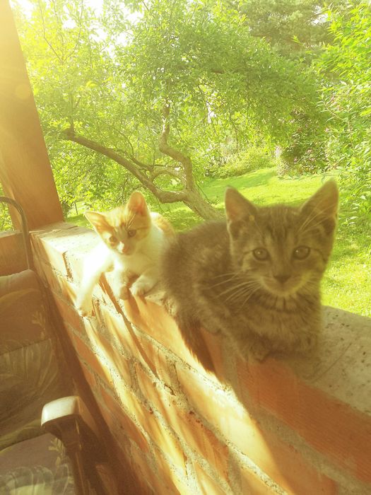 Słodziaki kociaki zapraszają do adopcji! :) Okolice Nowego Sącza!