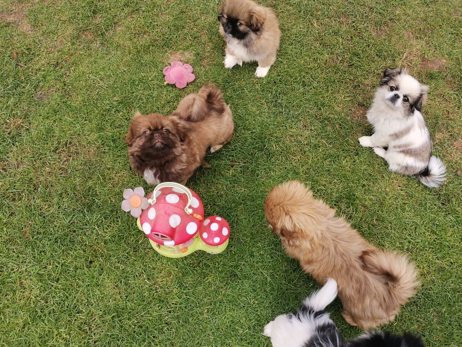 Pekińczyk Pekińczyki  Nie Shih Tzu