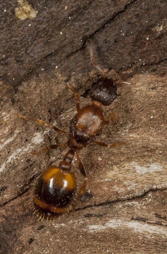 Муравьи Temnothorax unifasciatus