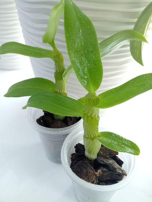 Орхідея,золотий вус.