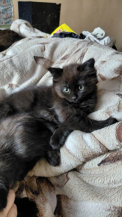 Черная пушистая малышка