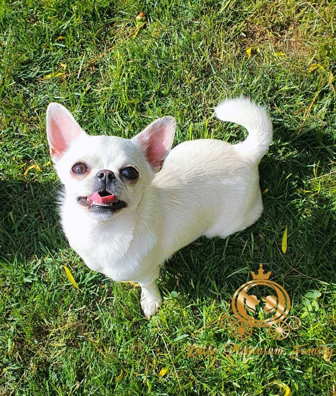 Chihuahua krótkowłosa malutka sunia hodowla zarejestrowana ZKwP FCI