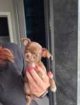 Maleńka czekoladowa chihuahua