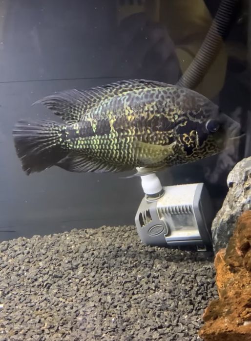 Jaguar entre 10 a 12 centimetros