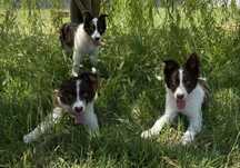 Border collie fêmea