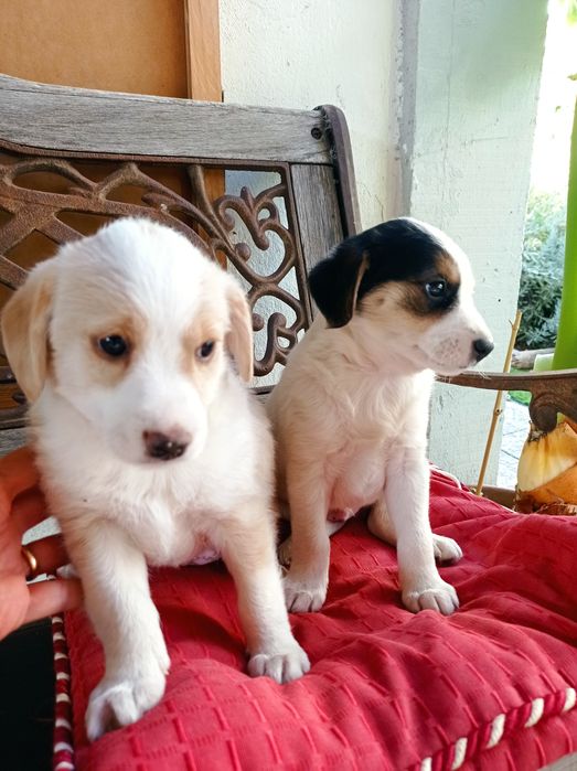 Cãozinho RAFEIRO para adoção responsável - Charlie Brown