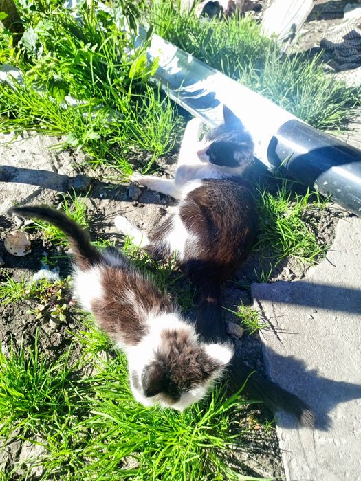 Дуже ласкаві хлопчики у родину